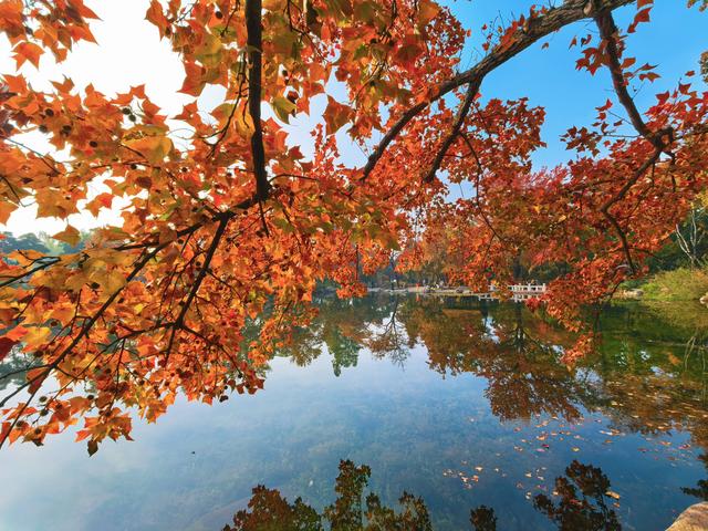 又见天平山：一叶知秋，一枫醉心