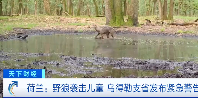 雪豹咬人真相澄清！央视断言：女子违规靠近雪豹，景区警告当摆设