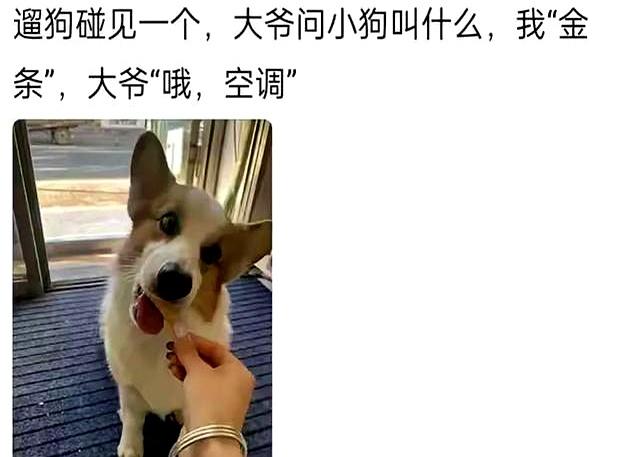笑麻了！你的宠物有什么别致的名字？网友：你的全家桶做完了