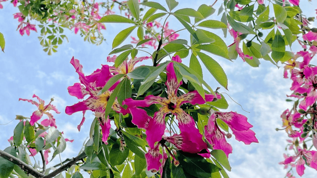 【美丽四川】川兴大道异木棉‖陈林