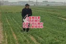 小麦撒尿素，雨前撒还是雨后撒？30年老农血泪教训图片