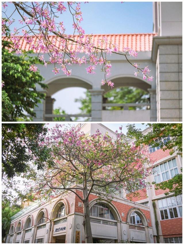 厦大，粉了🌸！粉了😍！