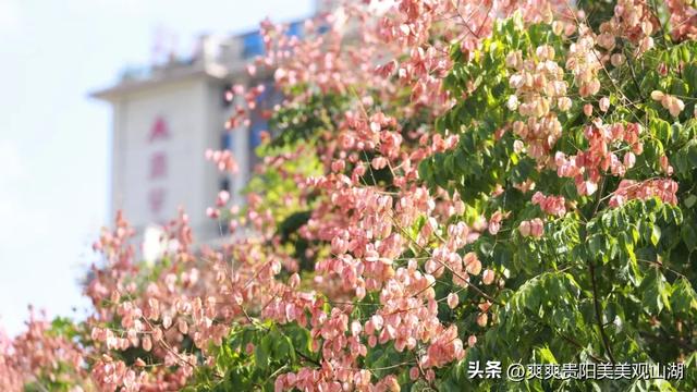 我说“秋天那么美” 栾树：是的！