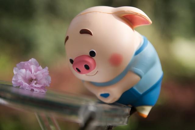 属猪人如果出生在这两个月份，千年修来的福	，“不得了”！