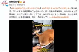 双节期间堵在路上晕车的狗子们图片