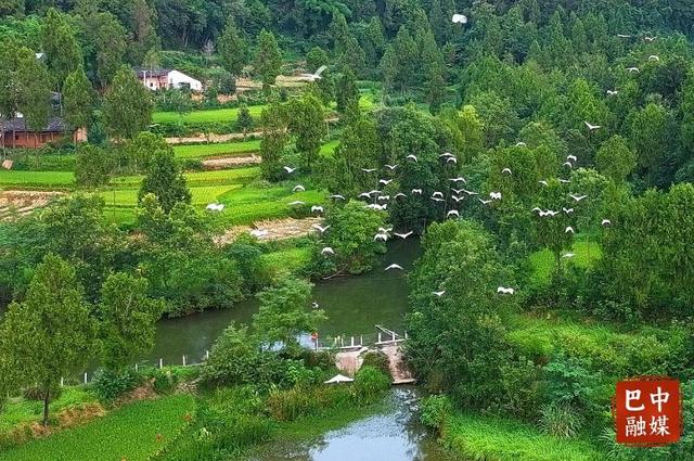 「巴中」“两山”理念的巴中实践——人鹭共处绘就“最美山居图”
