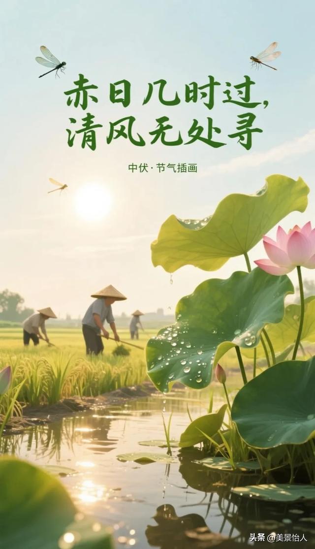 中伏安康！愿你在热浪里，藏得住清凉，守得住欢喜