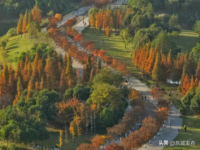 红了红了！东坡水杉出片率100%