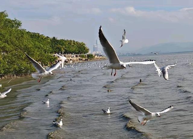 快乐的25/26深圳湾候鸟季