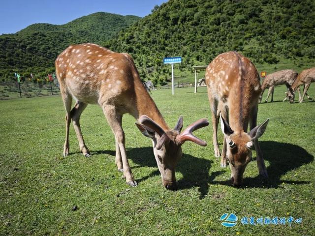 逃离热浪！临夏这几处避暑地，承包你的夏日清凉~
