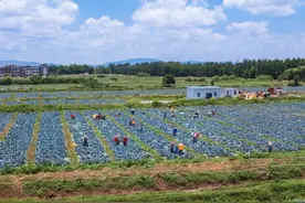 蓝天白云下的劳动画卷图片