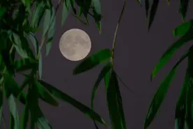 生肖兔人的福气自带，逐月揭秘每个月的命运！图片