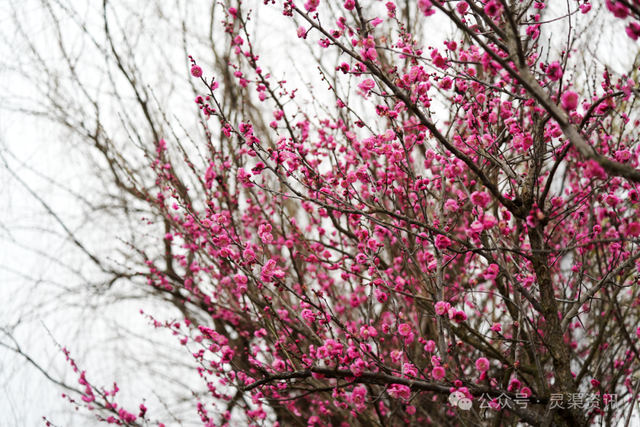 北渠畔的“胭脂雪”！兴安冬日的限定浪漫，美到心巴上~