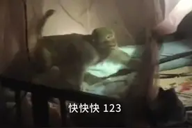 云南玉溪：猴子私闯民宅，趴墙头左右张望就是不走，居民恐其伤人报警求助图片