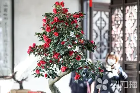 全免、半价！春节假期苏州这些景区优惠开放图片