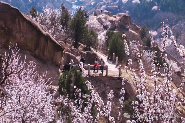 接下来的北京，每一天都别错过！3月花海预报——