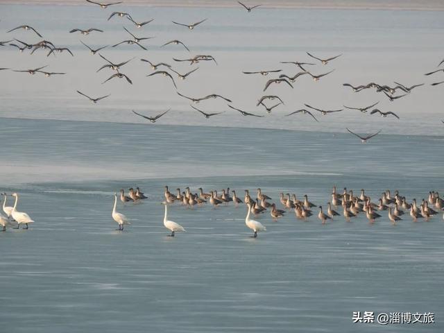 淄博版“疯狂动物城”来了！网红萌宠已就位，快来当一日“荣誉市民”→