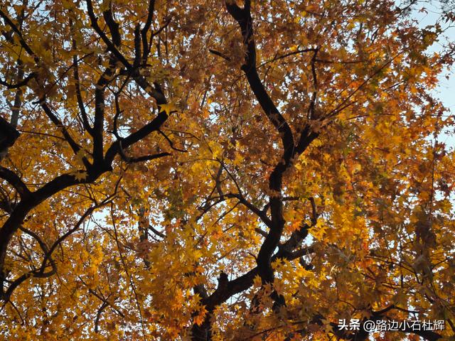 从童年嬉闹到诗意园林——一个北京土著的北海公园记忆