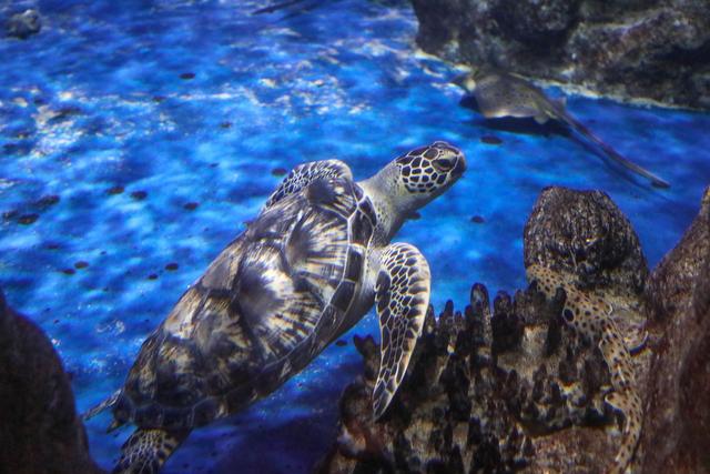 香港海洋公园，缆车俯瞰山海，探梦幻水族馆，假日亲子游的好去处