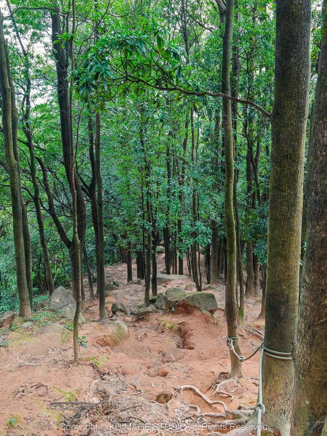 深圳徒步！超适合新手小白的3条郊野径路线，地铁公交直达还免费
