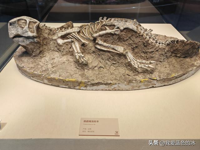 来河源才知道河源是中国恐龙之乡，挖掘出的恐龙蛋超级多