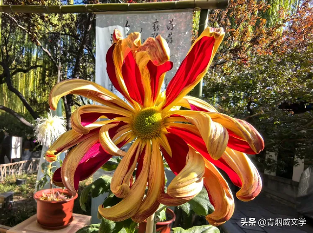 趵突菊韵 锦绣泉城