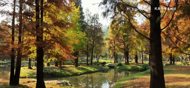 惠聚美好丨博罗的落羽杉，红了！