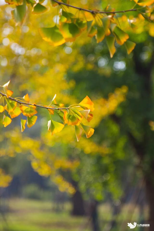东西湖这座山,变了!