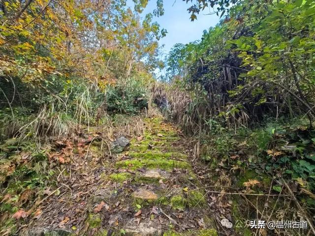 温州这两条知名红枫古道已经红啦!周末是最佳观赏期,不要错过!