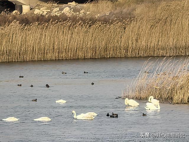走，去渤海湾看候鸟…