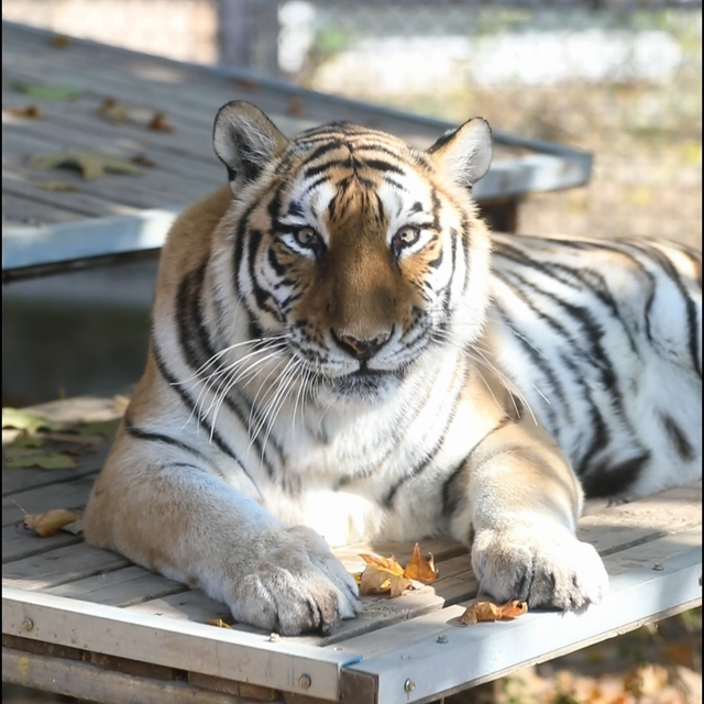 临沂“3.8”女神节必看｜免票+特惠+活动一键解锁