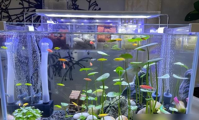 河北一00后小姑娘，因“铜钱草鱼缸”走红，超多人都被“治愈了”