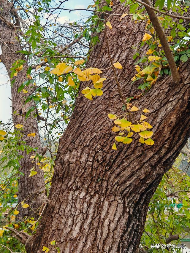湖北随州，千年银杏谷 自然与人文的诗意交响