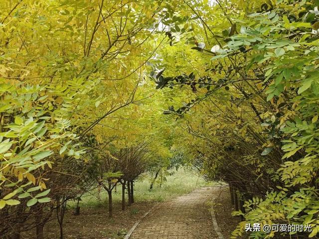 寻趣石家庄——光华路上的绿化带