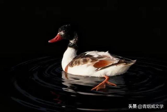 今日午后骑行西湿地，第一次遇见翘鼻麻鸭