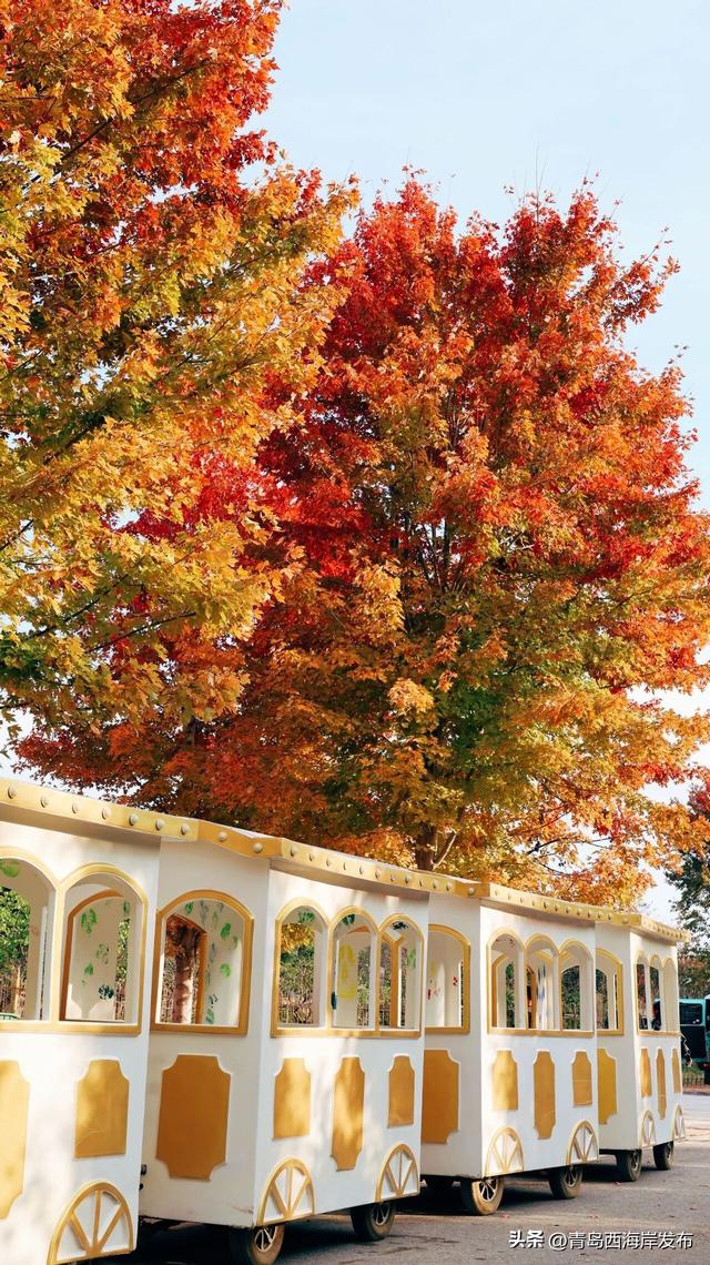 层林尽染，西海岸“枫”景如画！