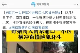 野猪已经不是“三有”了，但危害却难以降低。为什么？图片