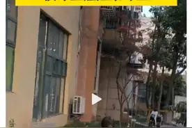 野猪已经不是“三有”了，但危害却难以降低。为什么？图片