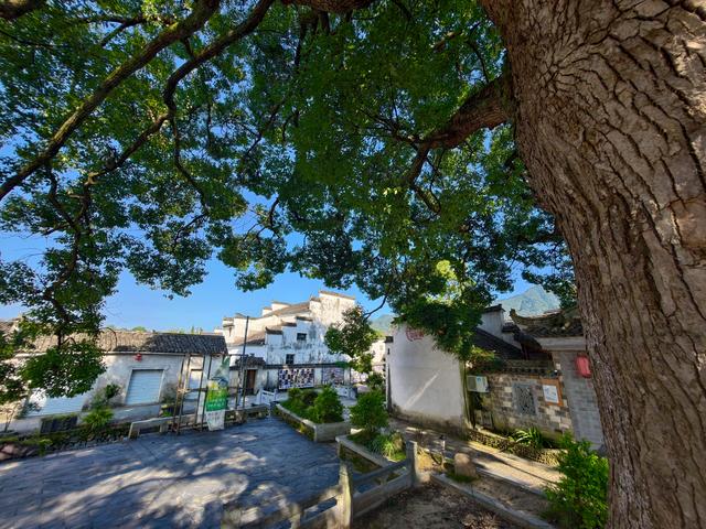 黟县南屏古村：翰林檐下酒，古树荫中魂