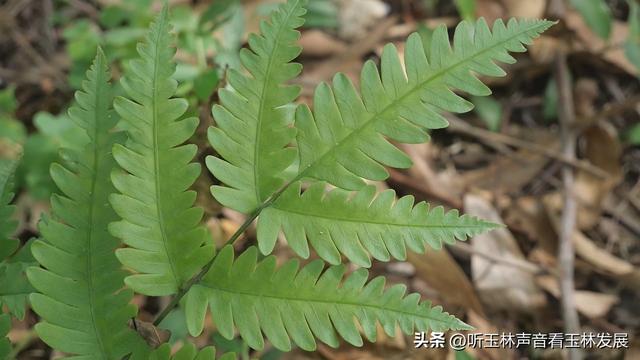 北流容心谷“探索自然之美，传诵诗韵风雅”主题研学活动广受好评