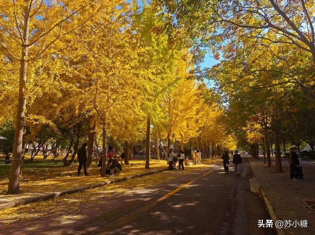 【石家庄】河北经贸大学银杏节预览，随手一拍都是壁纸