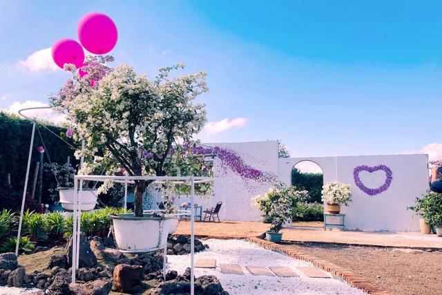 深度赏析海南三角梅赏花周6个最美花园 | 动态