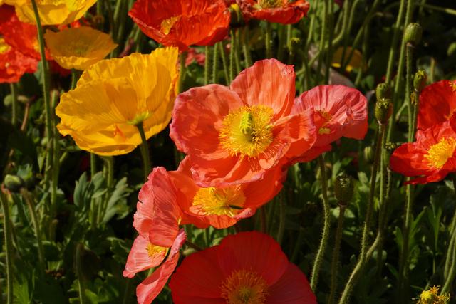初七前都能冲！世博园从白天嗨到夜晚，全家人的年味都在这了