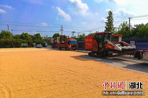 枝江市董市镇：“粮”辰美景入画来
