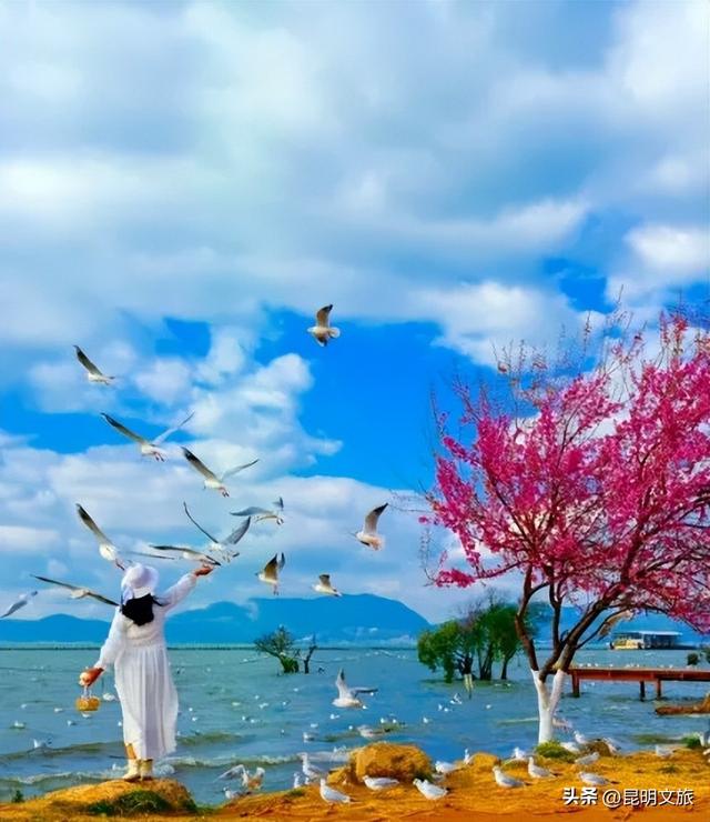 美炸！美炸！全国裹貂我赏樱！昆明最全冬樱赏花攻略来了，周末快冲~