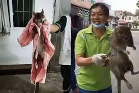 广东老鼠个个一身腱子肉，北方耗子见了都得叫声'大佬'图片