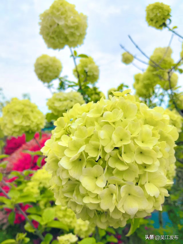 一起赏花去！吴江春日出游计划→