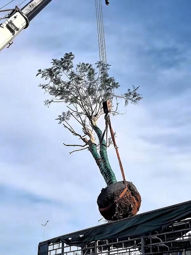 全红婵爸爸真风光，店门口立“冠军广场”标牌，成游客第一打卡区