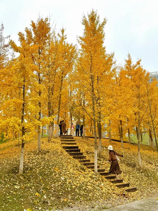 西安周末游丨这8个免费赏银杏叶好去处