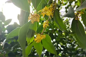 诗人笔下的桂花｜人间秋意浓，最是桂花香图片